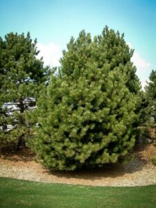 Сосна Чёрная (Pinus Nigra) купить по цене от 270.00р. в интернет-магазине «Посадика» с доставкой почтой в в Белыйе и по всей России – [изображение №1].