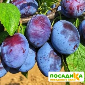 Слива Чачакская ранняя купить по цене от 229.00р. в интернет-магазине «Посадика» с доставкой почтой в в Белыйе и по всей России – [изображение №1].