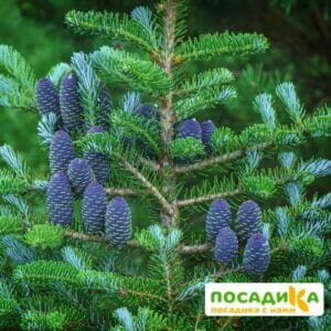 Пихта корейская (Abies koreana) купить по цене от 450.00р. в интернет-магазине «Посадика» с доставкой почтой в в Белыйе и по всей России – [изображение №1].