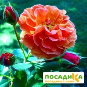 Роза Арабия купить по цене от 350.00р. в интернет-магазине «Посадика» с доставкой почтой в в Белыйе и по всей России – [изображение №1].