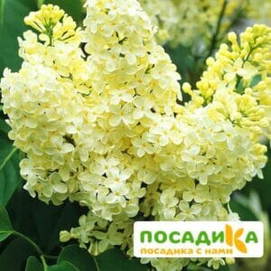 Сирень Примроуз (Primrose) купить по цене от 529.00р. в интернет-магазине «Посадика» с доставкой почтой в в Белыйе и по всей России – [изображение №1].