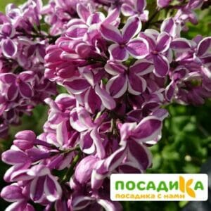 Сирень Сенсация купить по цене от 529.00р. в интернет-магазине «Посадика» с доставкой почтой в в Белыйе и по всей России – [изображение №1].