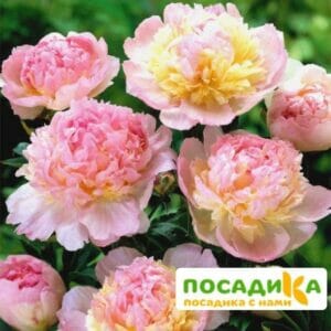 Пион Распберри Сандей (Paeonia Raspberry Sundae) купить по цене от 959р. в интернет-магазине «Посадика» с доставкой почтой в в Белыйе и по всей России – [изображение №1].