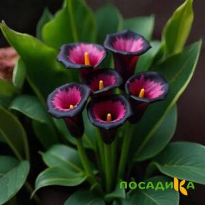 Калла Аура Лейс купить по цене от 400р. в интернет-магазине «Посадика» с доставкой почтой в в Белыйе и по всей России – [изображение №1].
