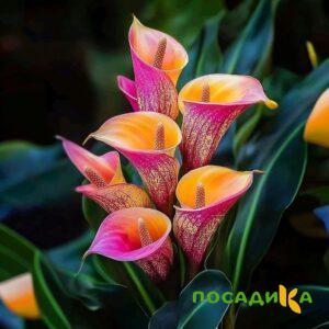 Калла Оникс купить по цене от 450р. в интернет-магазине «Посадика» с доставкой почтой в в Белыйе и по всей России – [изображение №1].