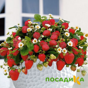 Клубника Рубиновый Шепот (горшечная) купить по цене от 240р. в интернет-магазине «Посадика» с доставкой почтой в в Белыйе и по всей России – [изображение №1].