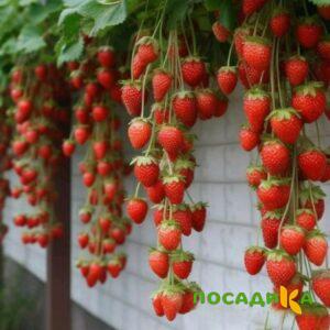 Клубника вьющаяся Комплимент купить по цене от 470р. в интернет-магазине «Посадика» с доставкой почтой в в Белыйе и по всей России – [изображение №1].