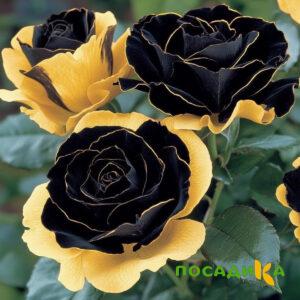 Роза Ханни Сикл купить по цене от 700р. в интернет-магазине «Посадика» с доставкой почтой в в Белыйе и по всей России – [изображение №1].
