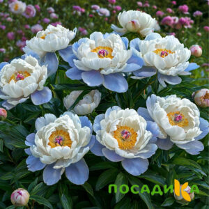 Пион акварельный Этюд купить по цене от 806р. в интернет-магазине «Посадика» с доставкой почтой в в Белыйе и по всей России – [изображение №1].