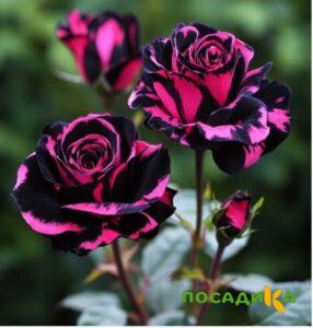 Роза Багровый Шепот купить по цене от 366р. в интернет-магазине «Посадика» с доставкой почтой в в Белыйе и по всей России – [изображение №1].