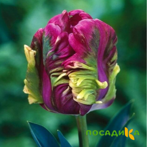 Тюльпан Экзотик Хэвен купить по цене от 186р. в интернет-магазине «Посадика» с доставкой почтой в в Белыйе и по всей России – [изображение №1].