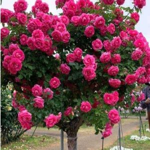 Роза Версаля купить по цене от 232р. в интернет-магазине «Посадика» с доставкой почтой в в Белыйе и по всей России – [изображение №1].